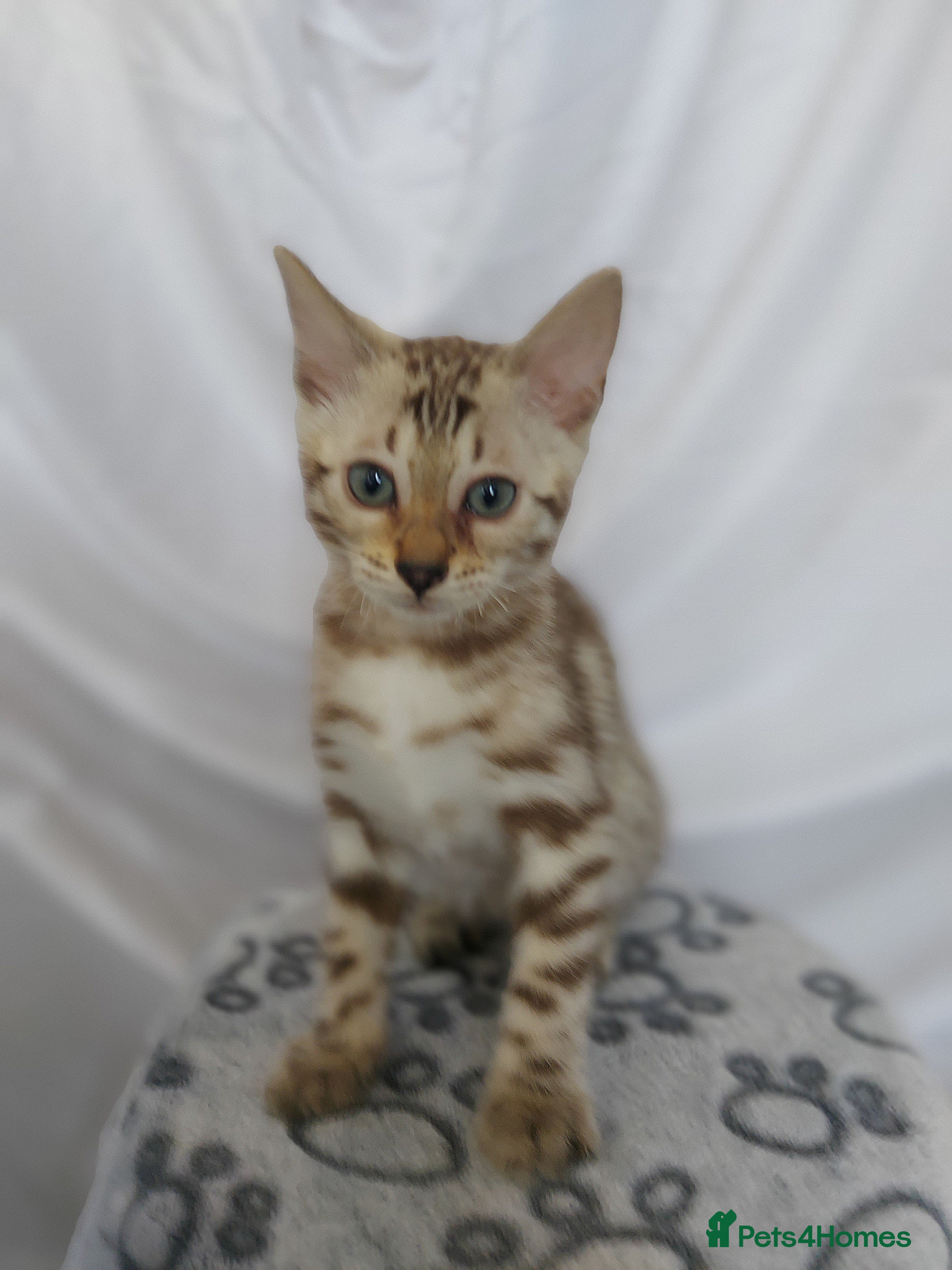 Bengal cats for sale: Pedigree Snow Bengal Kittens  - Advert 5