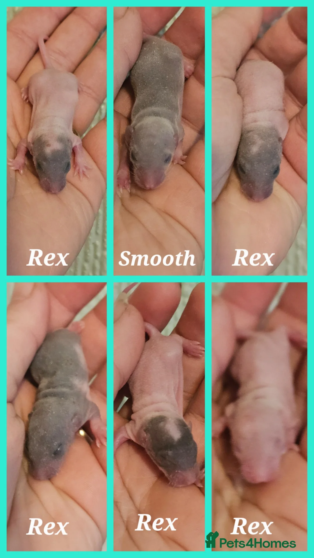 Rat rodents for sale: Rex, Smooth, Double Rex Dumbo Baby Rats - Advert 2