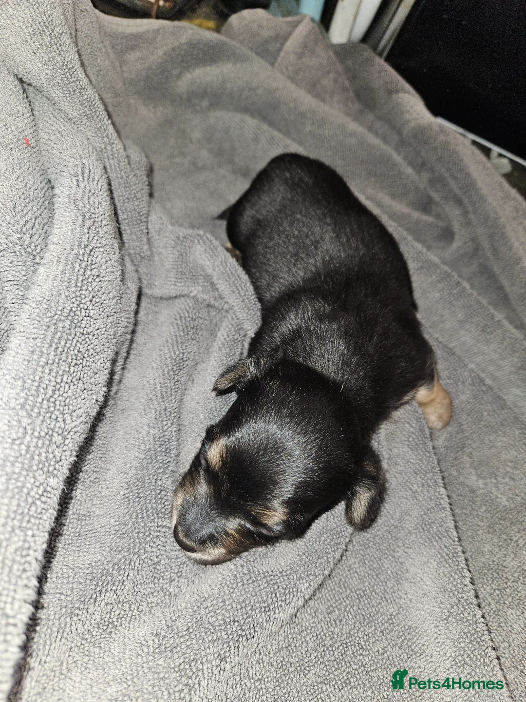 Jack Russell dogs for sale: Jack russle puppies  - Advert 30