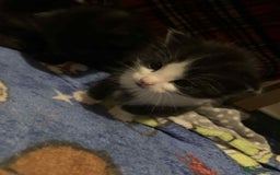 Mixed Breed cats for sale: 1 beautiful girl kitten - Advert 6