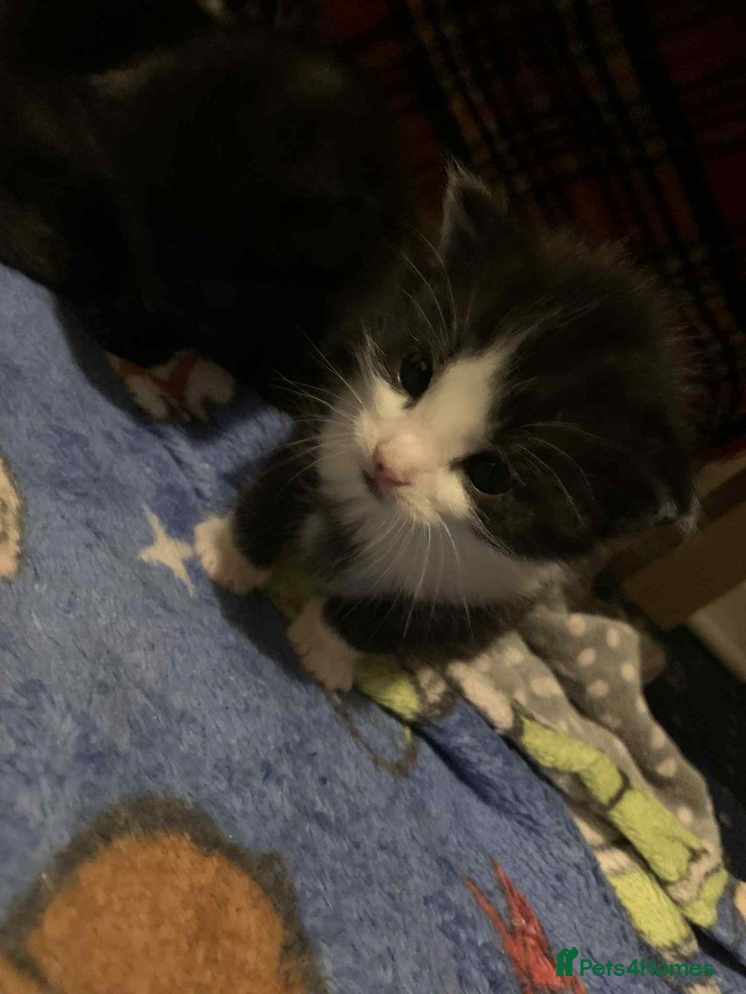 Mixed Breed cats for sale: 1 beautiful girl kitten - Advert 6