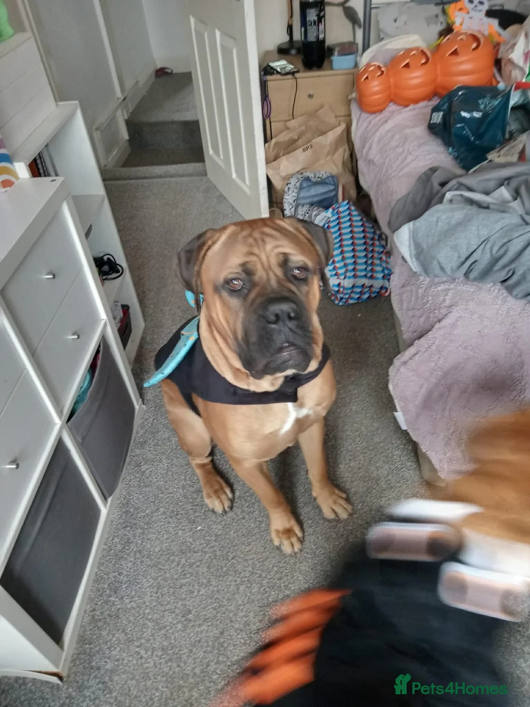 Mixed Breed dogs for stud: Male stud  - Advert 2