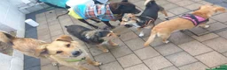 Mixed Breed dogs for adoption: 💙CACTUS💙 LOW-MEDIUM BOY LOVES WITH ALL HIS HEART in Folkestone - Advert 17
