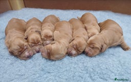 Cocker Spaniel dogs for sale: GOLDEN health tested show cocker spaniel pups - Image 5