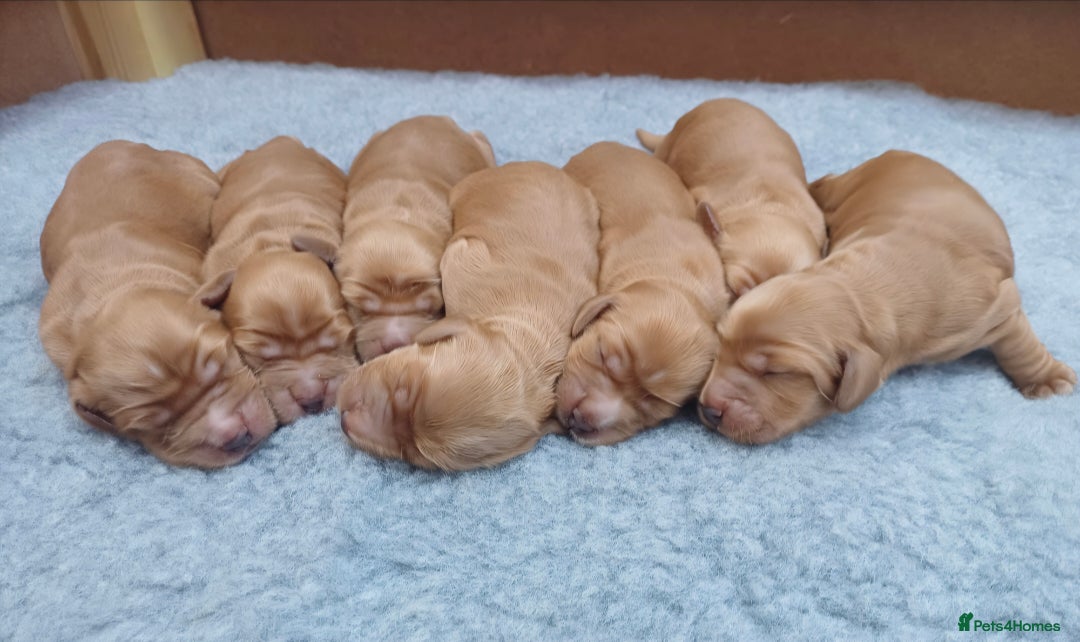 Cocker Spaniel dogs for sale: GOLDEN health tested show cocker spaniel pups - Image 5