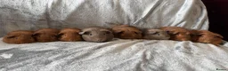 Guinea Pig rodents for sale: Baby guinea pigs - Advert 3