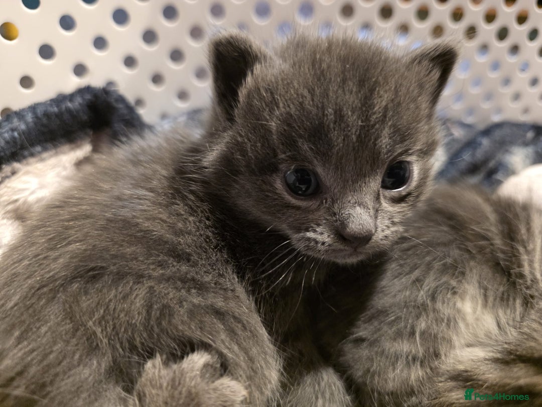 Mixed Breed cats for sale: Long haired tabby kittens.  - Advert 8