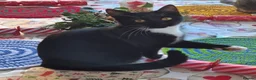Mixed Breed cats for sale: 10 week old male kitten  - Advert 1