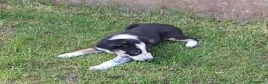 Border Collie Puppy 2