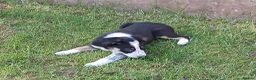 Border Collie dogs for sale: Adorable female sheepdog pups for sale  in Brecon - Advert 11