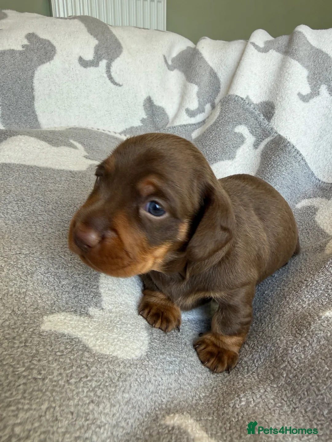 Miniature Dachshund dogs for sale: PERFECT LITTER OF MINIATURE DACHSHUNDS - Advert 19