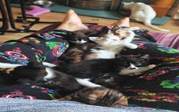 Khao Manee cats for sale: Mixed price Khao Manee kittens  - Image 40