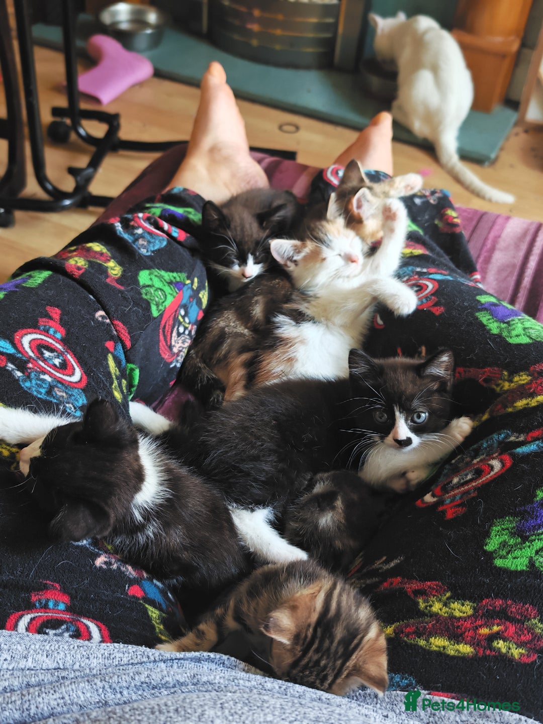 Khao Manee cats for sale: Mixed price Khao Manee kittens  - Image 40