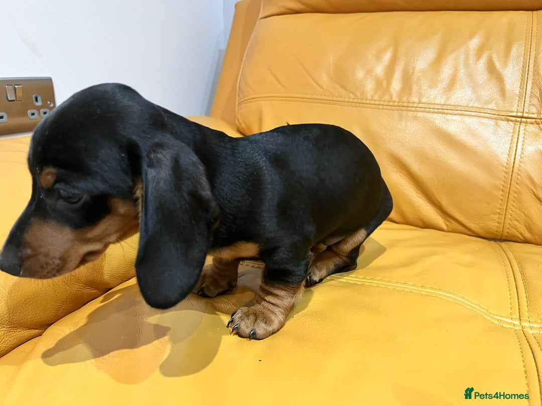 Miniature Dachshund dogs for sale:  Four Stunning Miniature Dachshund Puppies - Advert 4