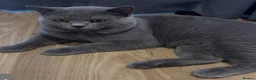 British Shorthair cats for sale: Adorable Purebred British Shorthair Kittens - 9wks - Advert 5
