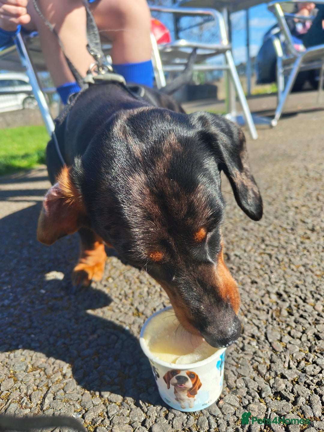 Dachshund dogs for stud: Dapple Daschound  - Image 1