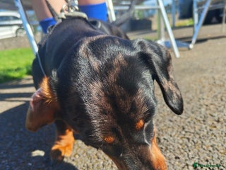 Dachshund dogs - Advert 4