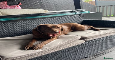 Labrador Retriever dogs Gorgeous chunky black lab pups🖤 - Advert 15