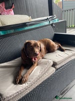 Labrador Retriever dogs Gorgeous chunky black lab pups🖤 - Advert 16