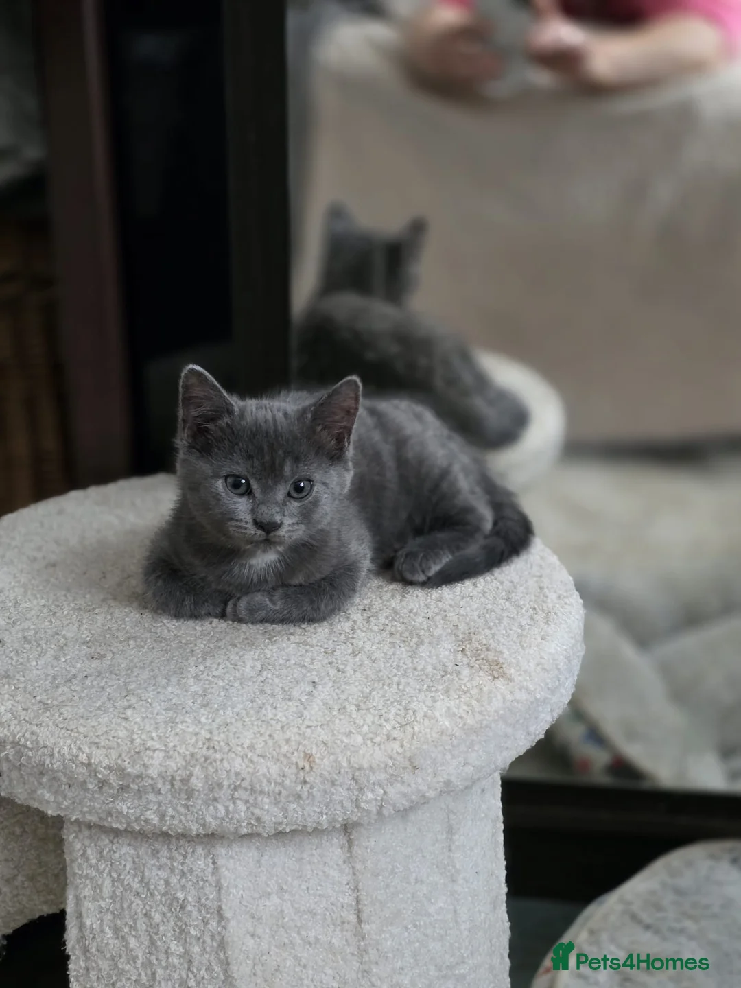 Mixed Breed cats for sale: Adorable Kittens Ready for New Homes 🐾 - Advert 10