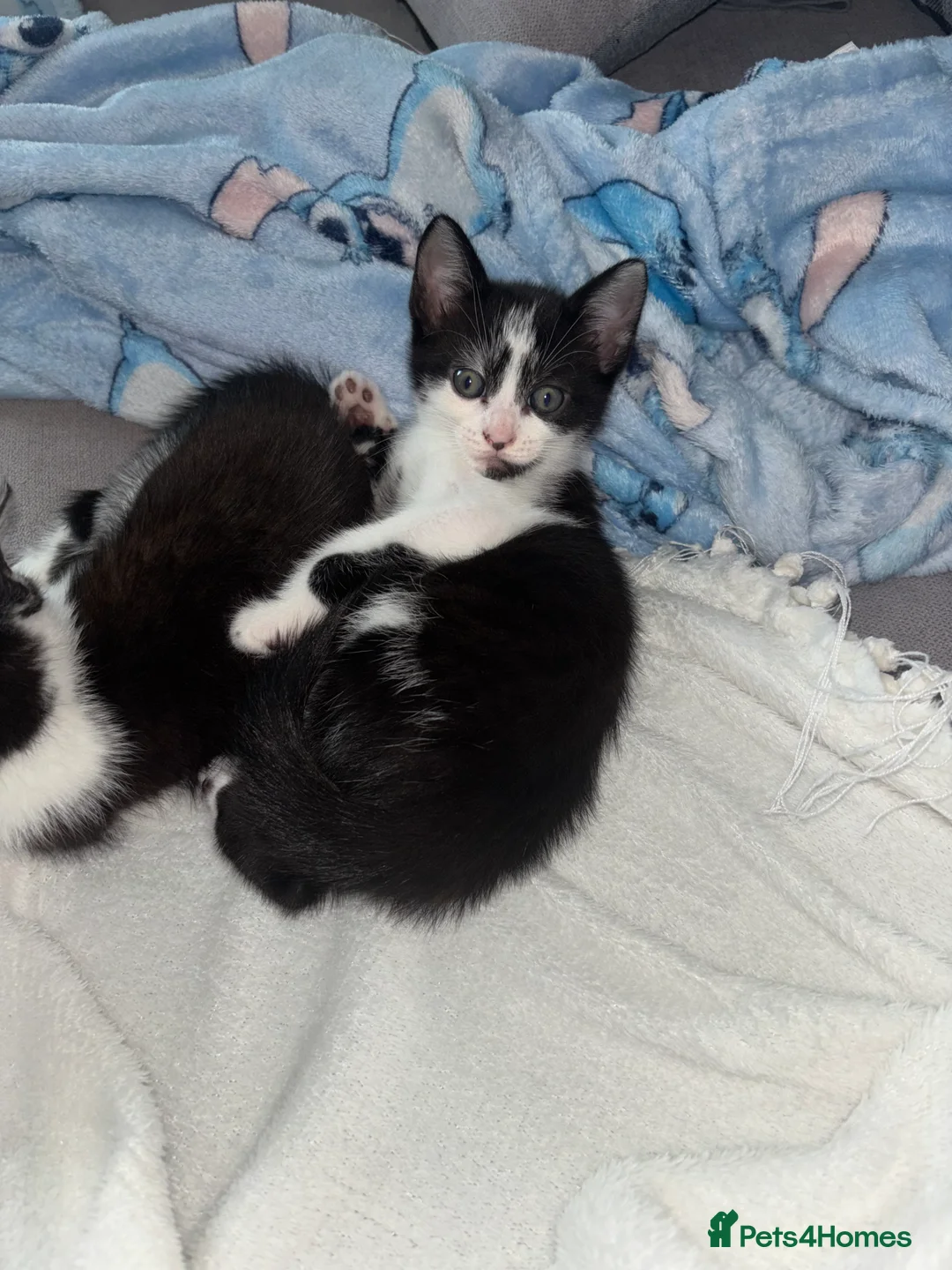 Domestic Shorthair cats for sale: 3 kittens available  - Advert 1