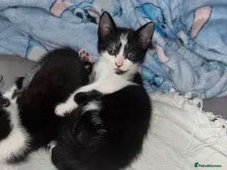 Domestic Shorthair cats 3 kittens available - Advert 16