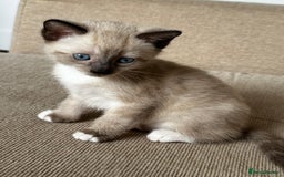 Mixed Breed cats for sale: Three stunning kittens for sale - Image 3