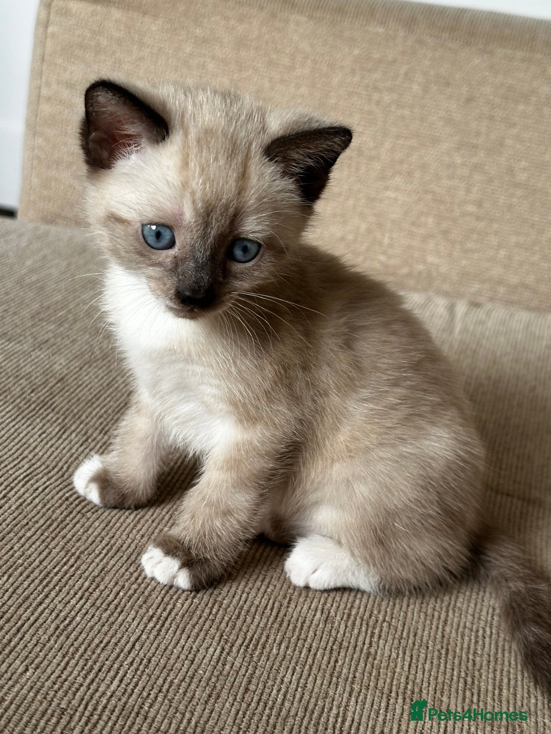 Mixed Breed cats for sale: Three stunning kittens for sale - Image 3