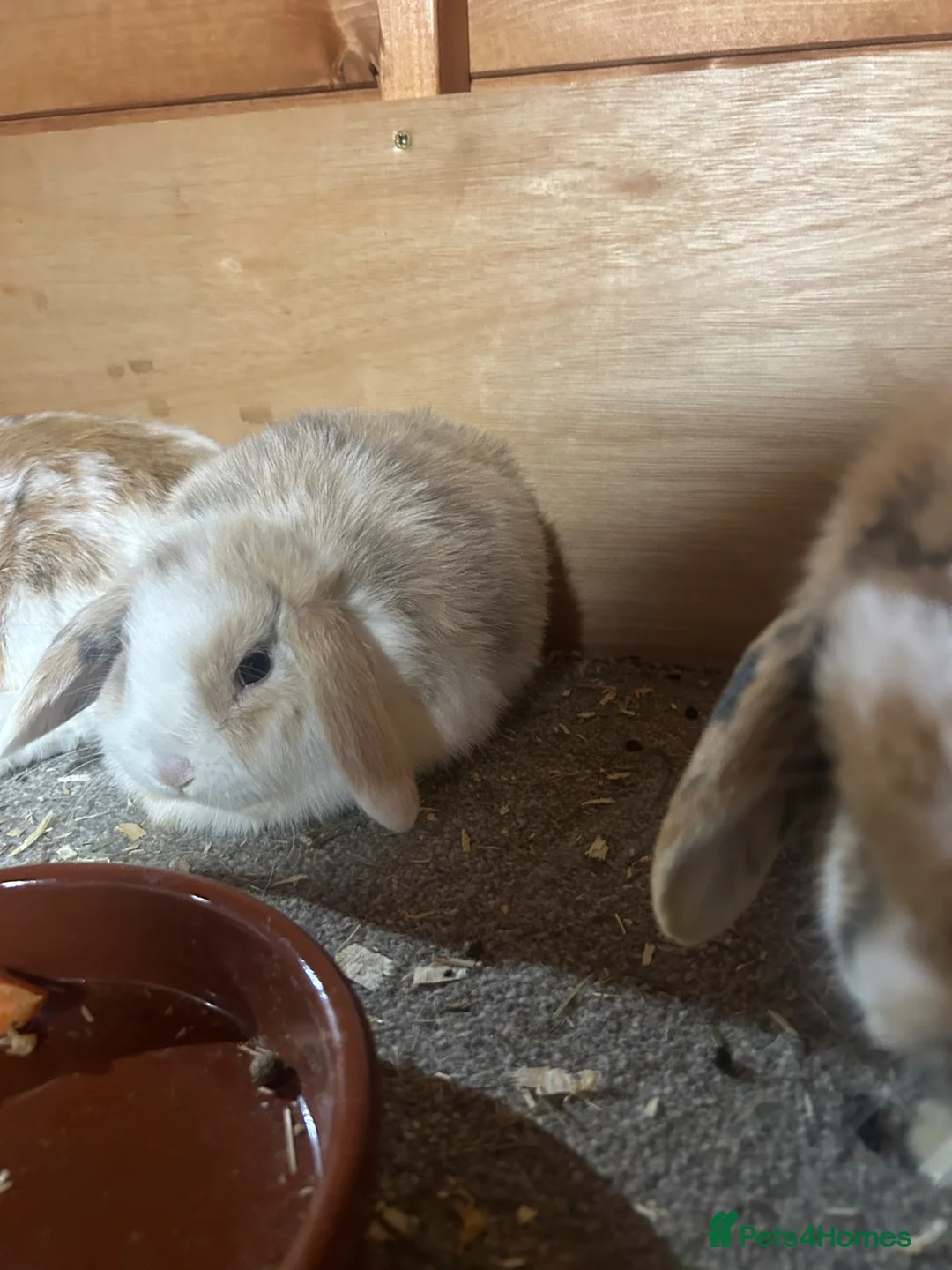 Dwarf Lop rabbits for sale: Mini Dwalf lop bunnies - Advert 2