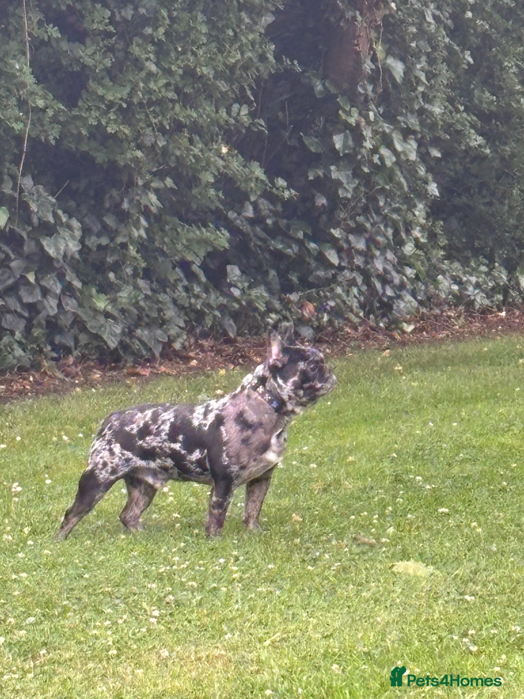 French Bulldog dogs for stud: Tri- Colour lilac Merle French Bulldog Stud - Image 4