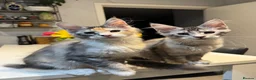 Maine Coon cats for sale: Polydactyl Maine Coon kittens - Advert 31