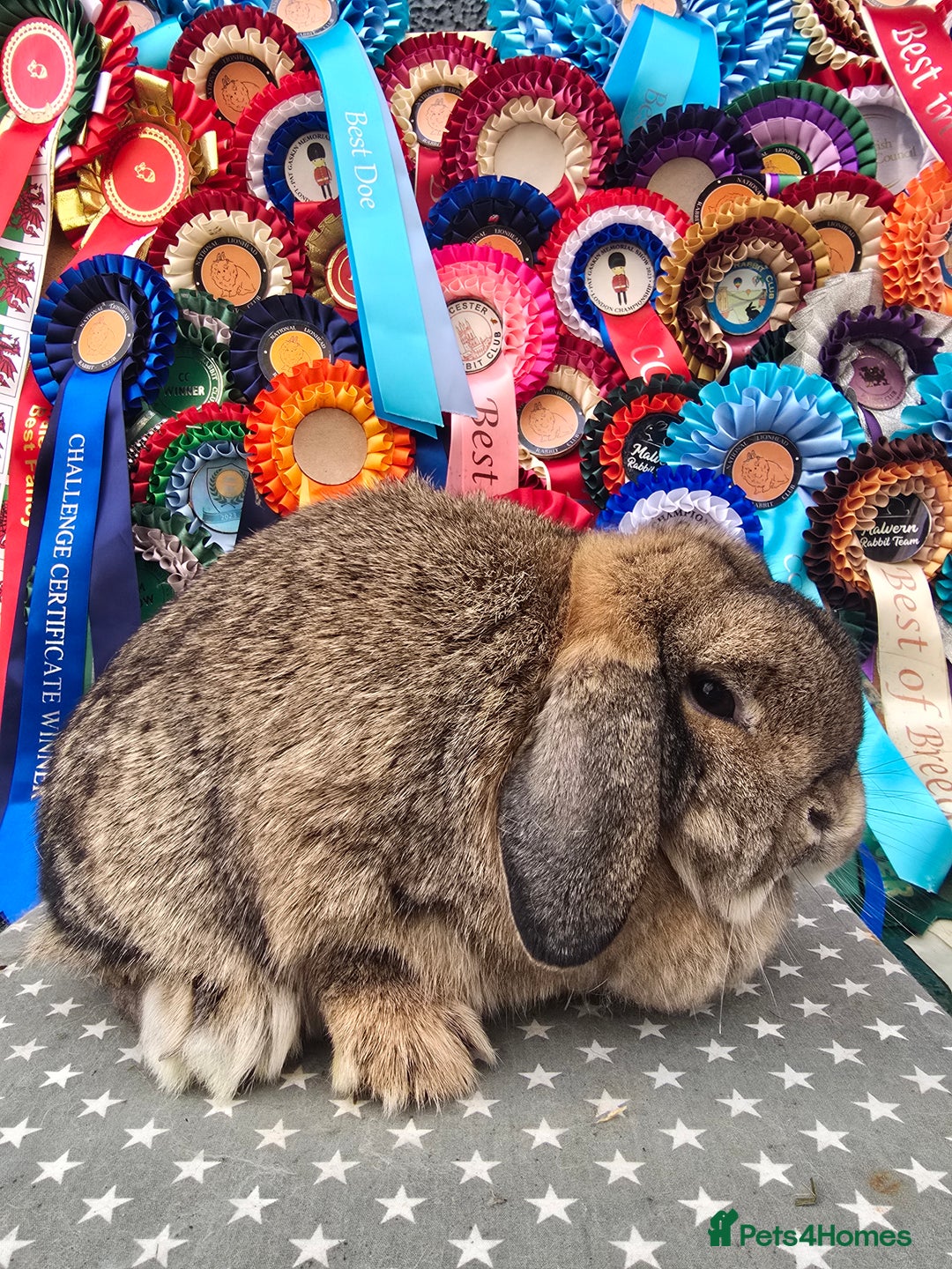 Mini Lop rabbits for sale: 3 gorgeous mini lops does available  - Advert 2