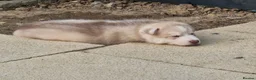 Siberian Husky dogs for sale: Male husky puppy for sale - Advert 3