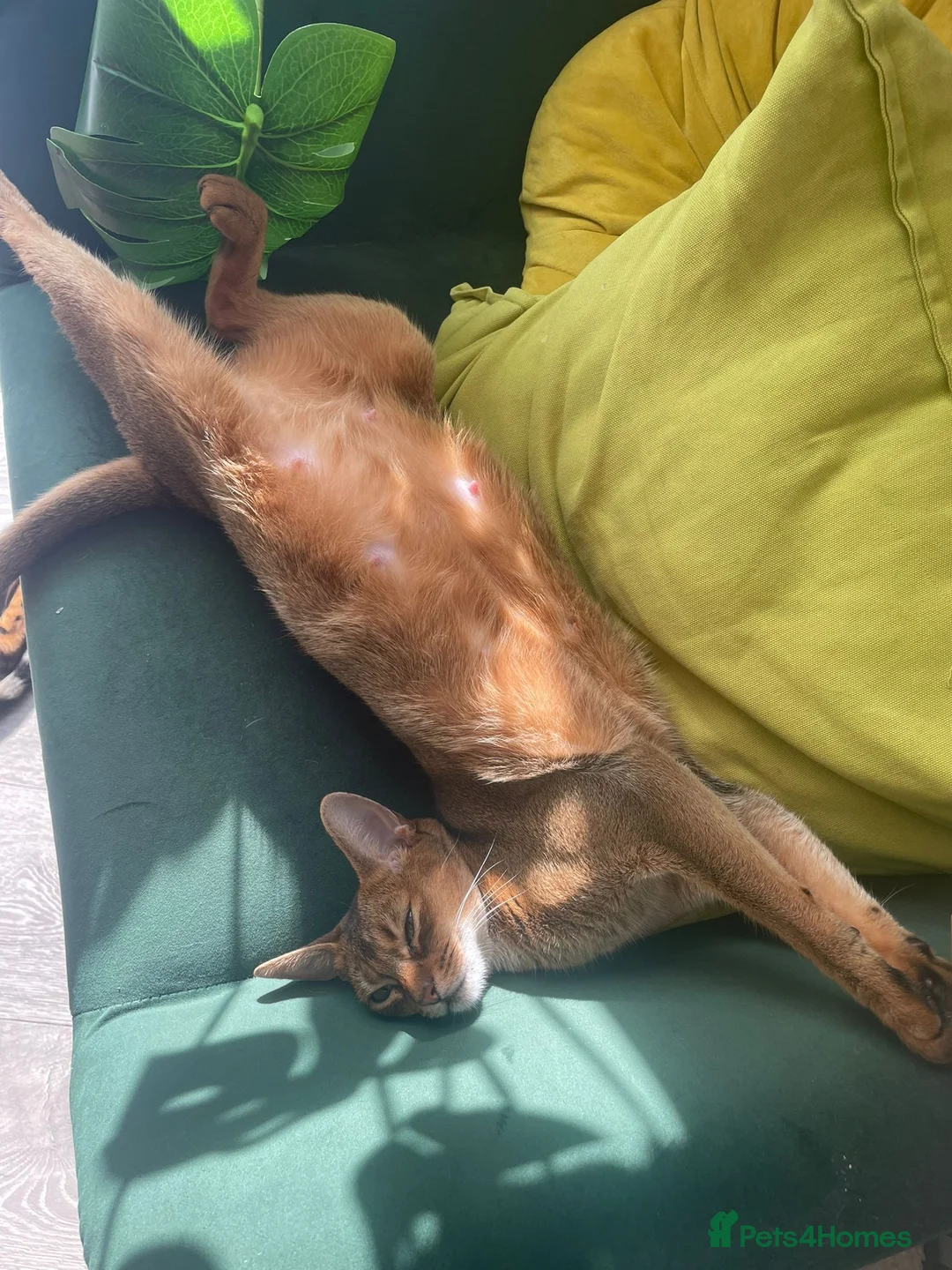 Abyssinian cats for sale: Abyssinian Kitten Boy and girl Tica Show Quality  - Advert 7