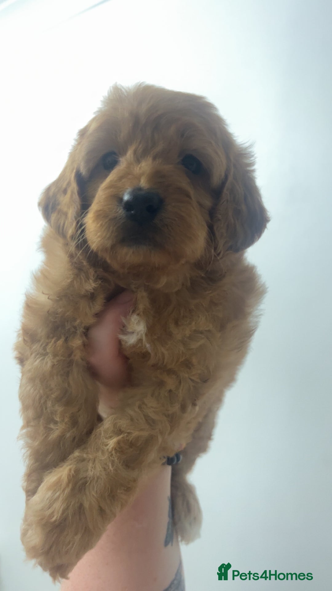 Cockapoo dogs for sale: Health tested cockapoo puppies for sale - Image 8