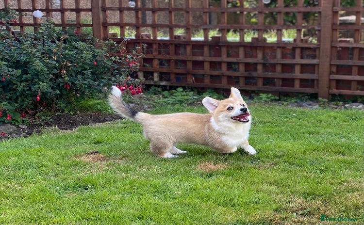 Welsh Corgi Pembroke dogs - Advert 2