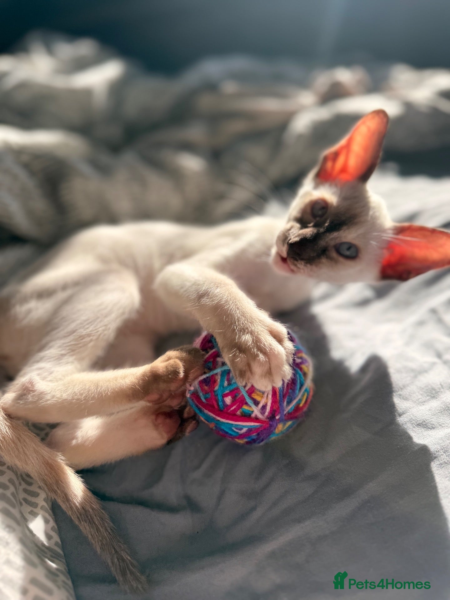 Oriental cats for sale: Beautiful Siamese & Oriental Kittens - last girl!  - Advert 1