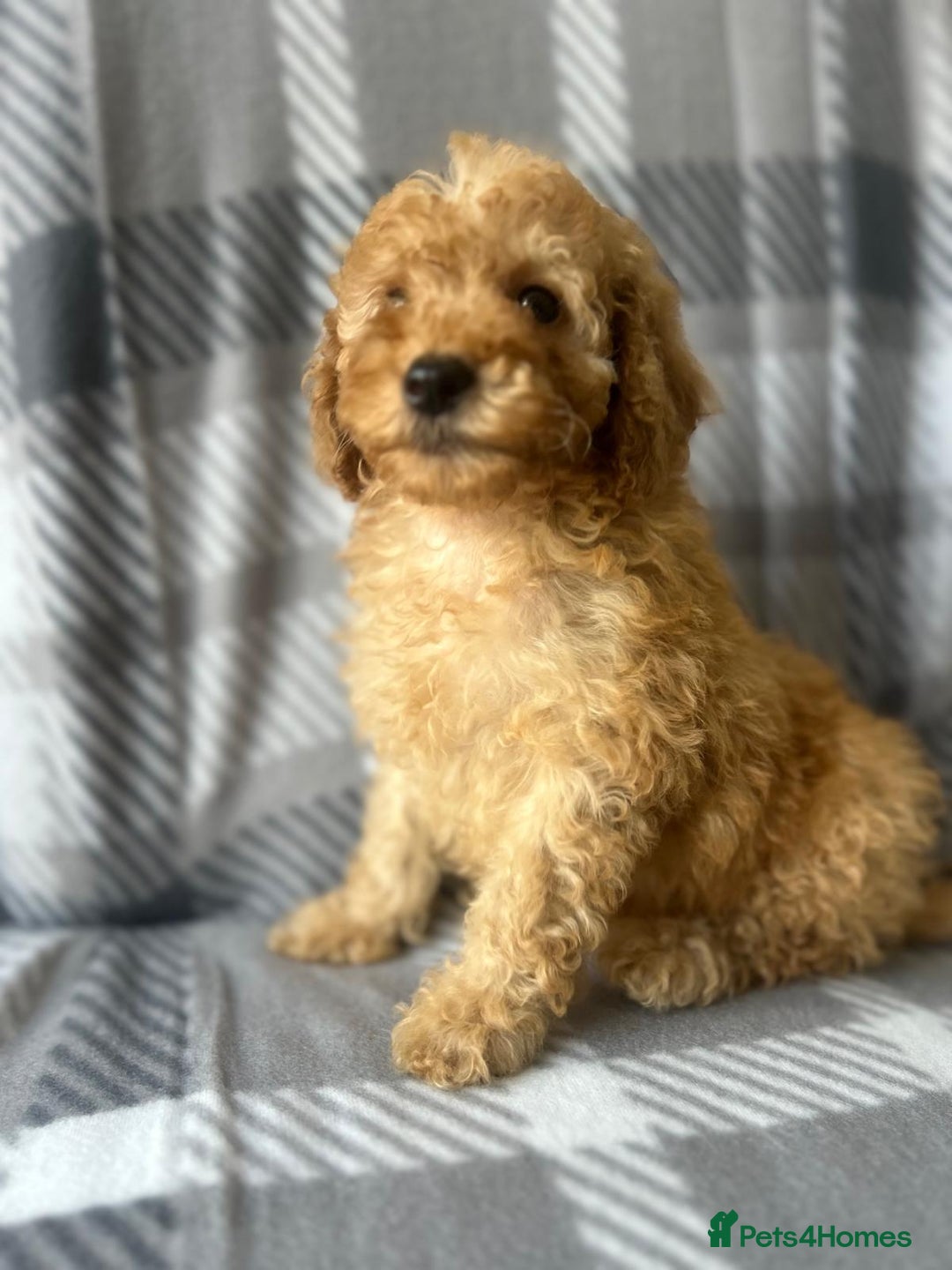 Poodle dogs for sale: Red small miniature poodle mum is tiny one 💙left - Image 19