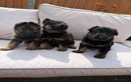 German Shepherd dogs for sale: Stunning German shepherd puppies  - Image 1