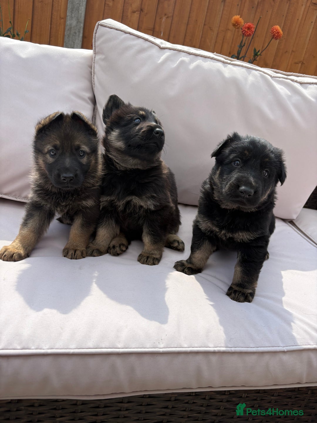 German Shepherd dogs for sale: Stunning German shepherd puppies  - Image 1