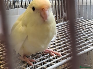 Parakeets birds - Advert 25