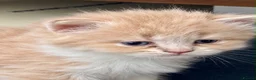 Persian cats for sale: Persian Cross Russian Blue Kittens in London - Advert 6