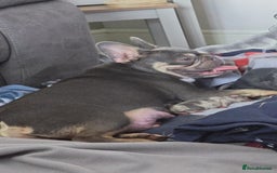 French Bulldog dogs for sale: French bulldog pups - Image 12