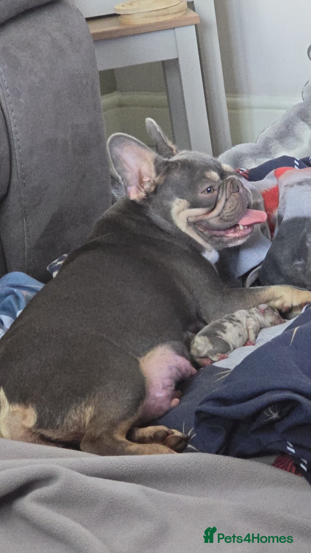 French Bulldog dogs for sale: French bulldog pups - Image 12