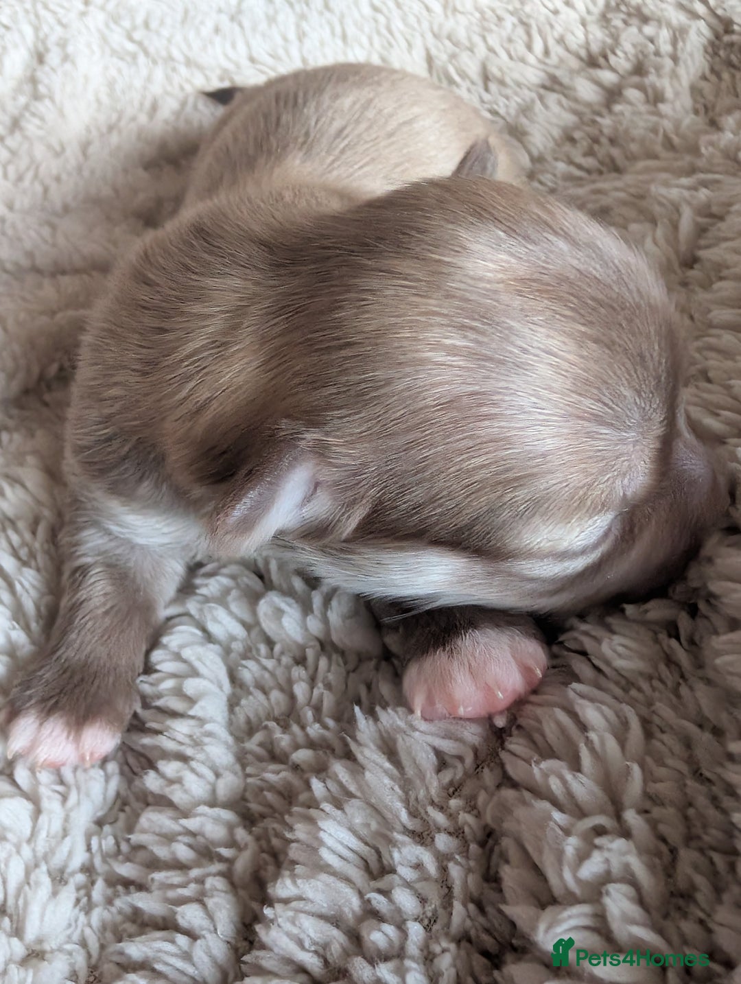 Chihuahua dogs for sale: Gorgeous Chihuahuas looking for their forever home - Advert 15