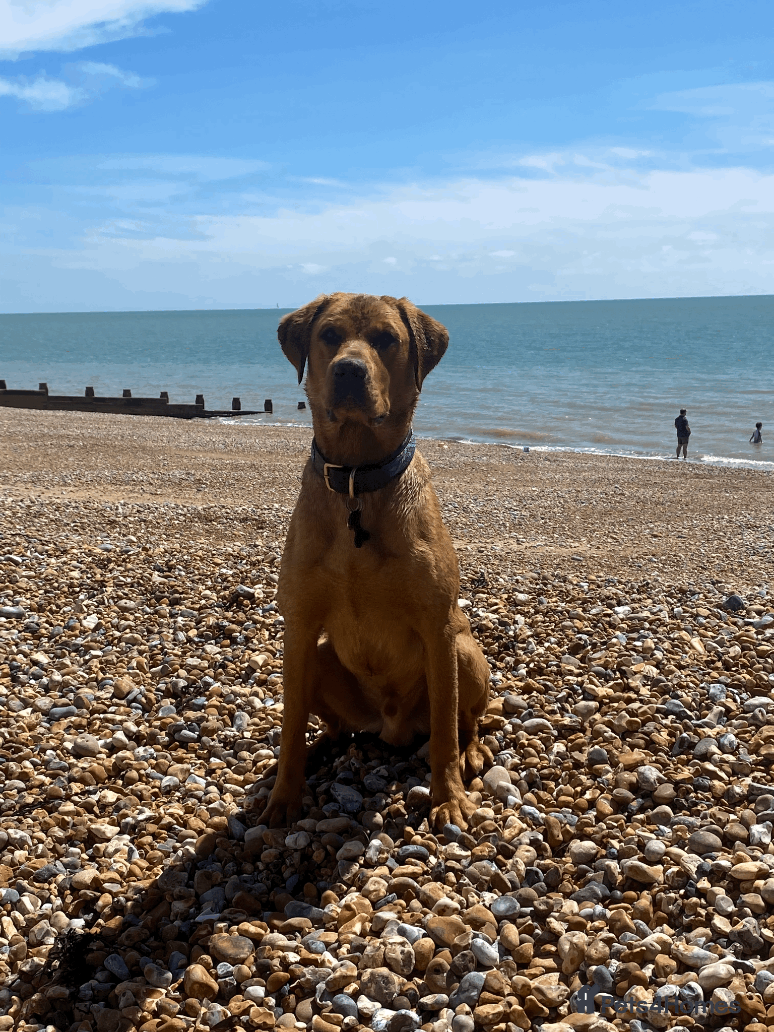 Labrador Retriever dogs Handsome Fox Red Labrador. KC registered. - Advert 1