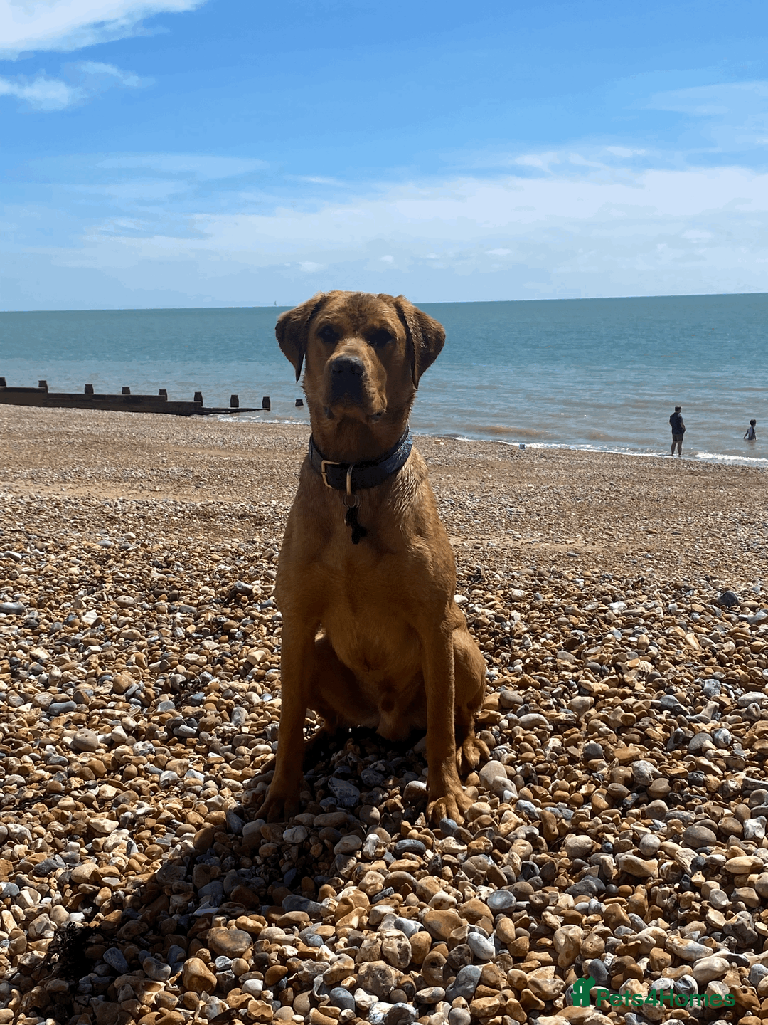 Labrador Retriever dogs for stud: Handsome Fox Red Labrador. KC registered. in Hailsham - Advert 1
