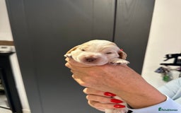 Cocker Spaniel dogs for sale: English show spaniels for sale - Image 7