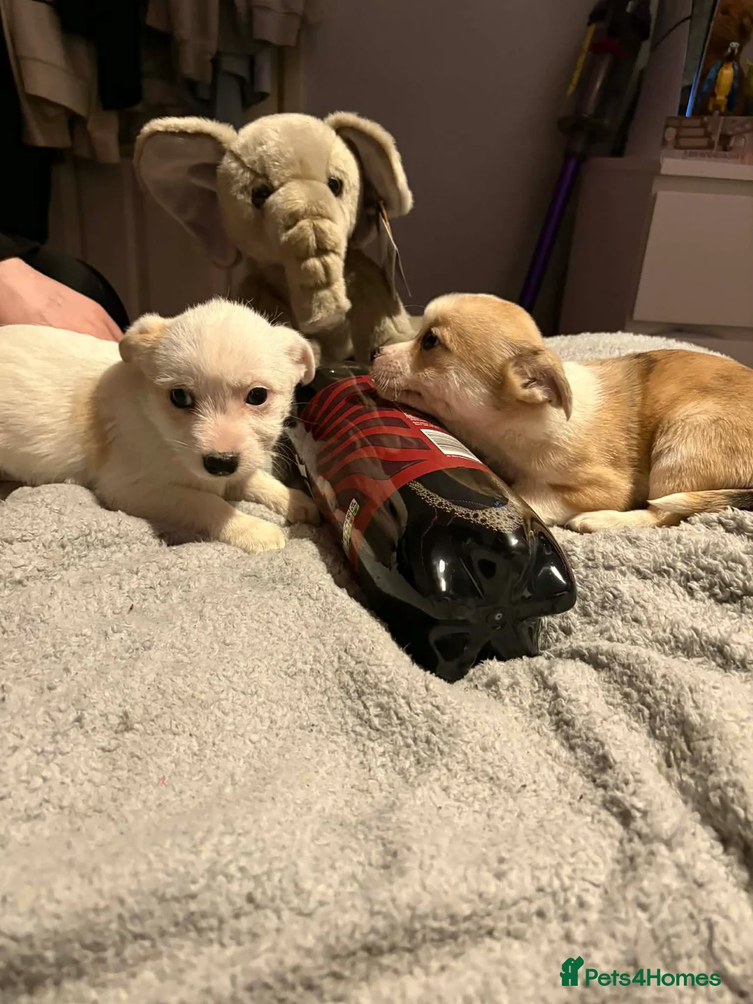 Mixed Breed dogs for sale: Adorable Toy Chi-Tzu Puppies - Advert 2