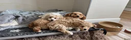Poochon dogs for sale: 💫 Gorgeous Male Toy Poochon Puppy 💙 - Advert 15